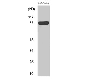 Western blot - REP-2 Polyclonal Antibody from Signalway Antibody (41393) - Antibodies.com