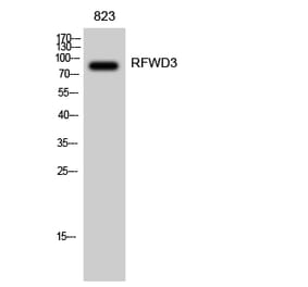 Western blot - RFWD3 Polyclonal Antibody from Signalway Antibody (41395) - Antibodies.com