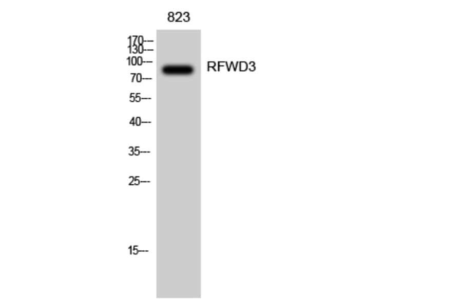 Western blot - RFWD3 Polyclonal Antibody from Signalway Antibody (41395) - Antibodies.com