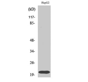 Western blot - Rho A Polyclonal Antibody from Signalway Antibody (41396) - Antibodies.com