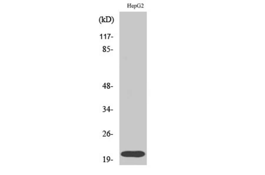 Western blot - Rho A Polyclonal Antibody from Signalway Antibody (41396) - Antibodies.com