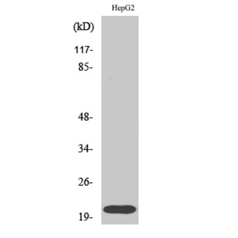 Western blot - Rho A Polyclonal Antibody from Signalway Antibody (41396) - Antibodies.com