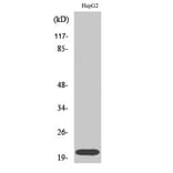 Western blot - Rho A Polyclonal Antibody from Signalway Antibody (41396) - Antibodies.com