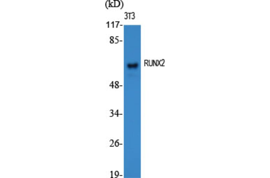 Western blot - RUNX2 Polyclonal Antibody from Signalway Antibody (41419) - Antibodies.com
