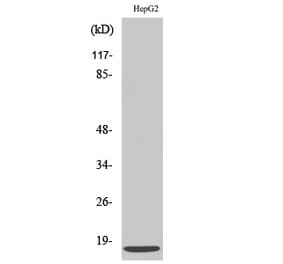 Western blot - SDF-1 Polyclonal Antibody from Signalway Antibody (41422) - Antibodies.com