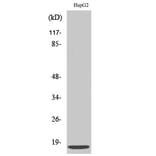 Western blot - SDF-1 Polyclonal Antibody from Signalway Antibody (41422) - Antibodies.com