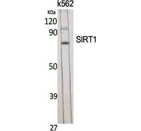 Western blot - SIRT1 Polyclonal Antibody from Signalway Antibody (41436) - Antibodies.com