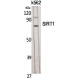 Western blot - SIRT1 Polyclonal Antibody from Signalway Antibody (41436) - Antibodies.com