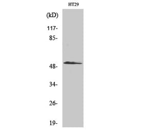 Western blot - Smad3 Polyclonal Antibody from Signalway Antibody (41445) - Antibodies.com