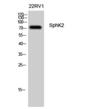 Western blot - SphK2 Polyclonal Antibody from Signalway Antibody (41454) - Antibodies.com