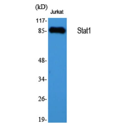 Western blot - Stat1 Polyclonal Antibody from Signalway Antibody (41463) - Antibodies.com