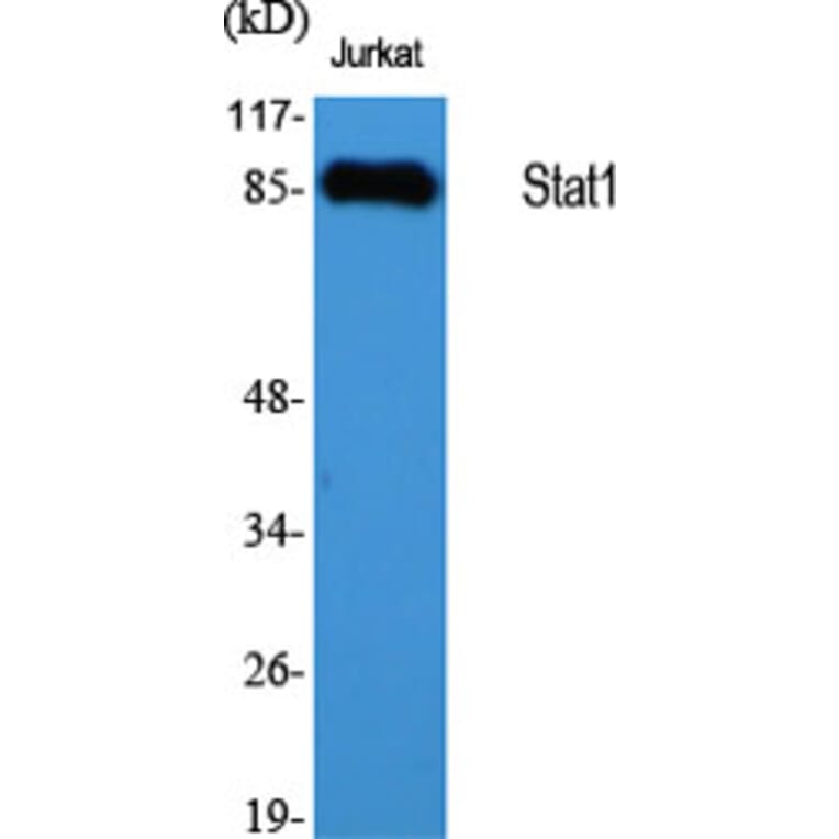 Western blot - Stat1 Polyclonal Antibody from Signalway Antibody (41463) - Antibodies.com