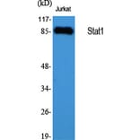 Western blot - Stat1 Polyclonal Antibody from Signalway Antibody (41463) - Antibodies.com