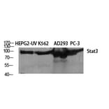 Western blot - Stat3 Polyclonal Antibody from Signalway Antibody (41464) - Antibodies.com