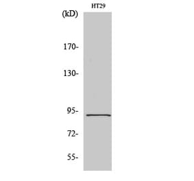 Western blot - Stat5 Polyclonal Antibody from Signalway Antibody (41466) - Antibodies.com