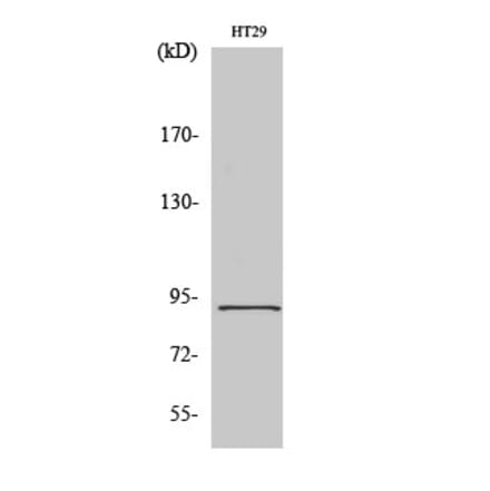 Western blot - Stat5 Polyclonal Antibody from Signalway Antibody (41466) - Antibodies.com