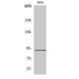 Western blot - Stat5 Polyclonal Antibody from Signalway Antibody (41466) - Antibodies.com