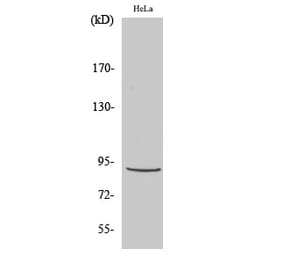 Western blot - Stat5 Polyclonal Antibody from Signalway Antibody (41467) - Antibodies.com
