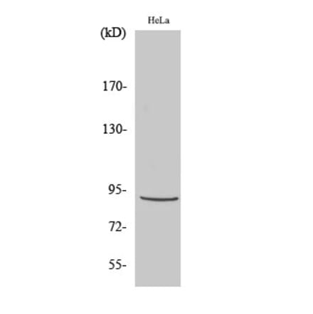 Western blot - Stat5 Polyclonal Antibody from Signalway Antibody (41467) - Antibodies.com