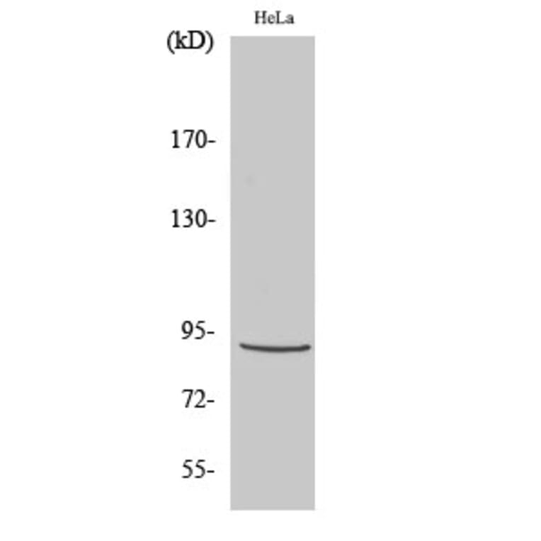 Western blot - Stat5 Polyclonal Antibody from Signalway Antibody (41467) - Antibodies.com