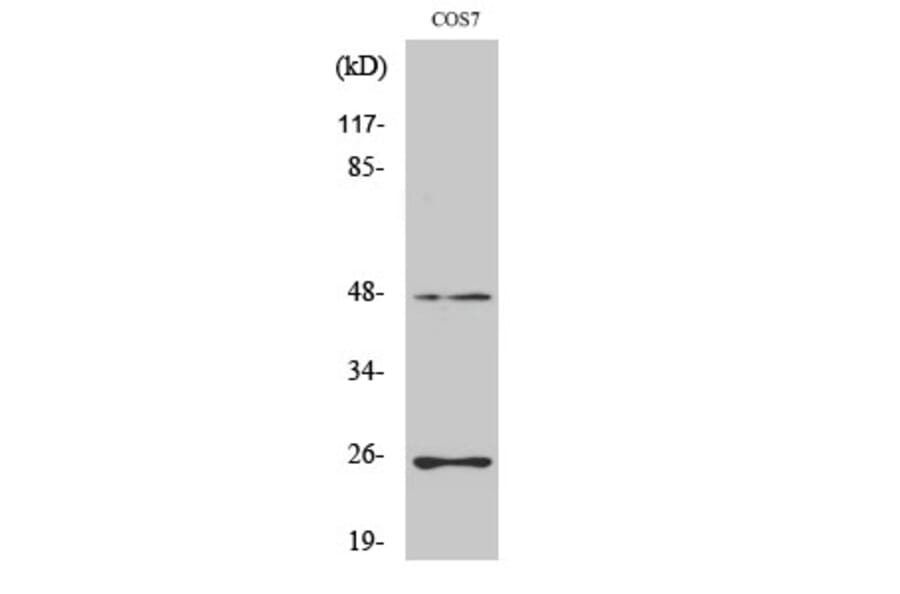 Western blot - TGFβ3 Polyclonal Antibody from Signalway Antibody (41496) - Antibodies.com