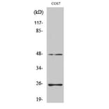 Western blot - TGFβ3 Polyclonal Antibody from Signalway Antibody (41496) - Antibodies.com