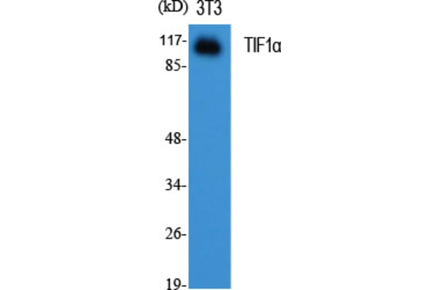 Western blot - TIF1α Polyclonal Antibody from Signalway Antibody (41498) - Antibodies.com