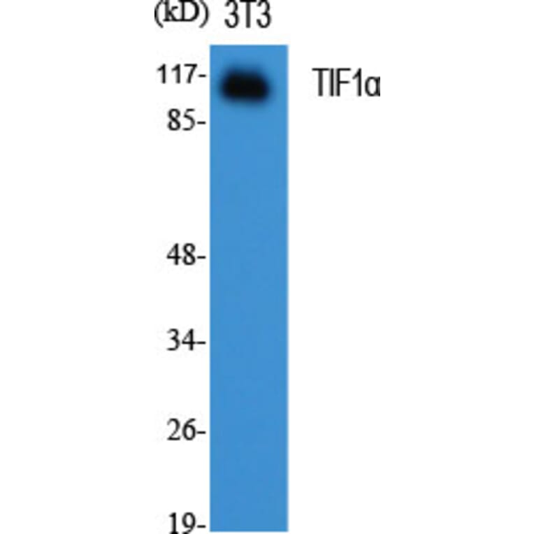 Western blot - TIF1α Polyclonal Antibody from Signalway Antibody (41498) - Antibodies.com