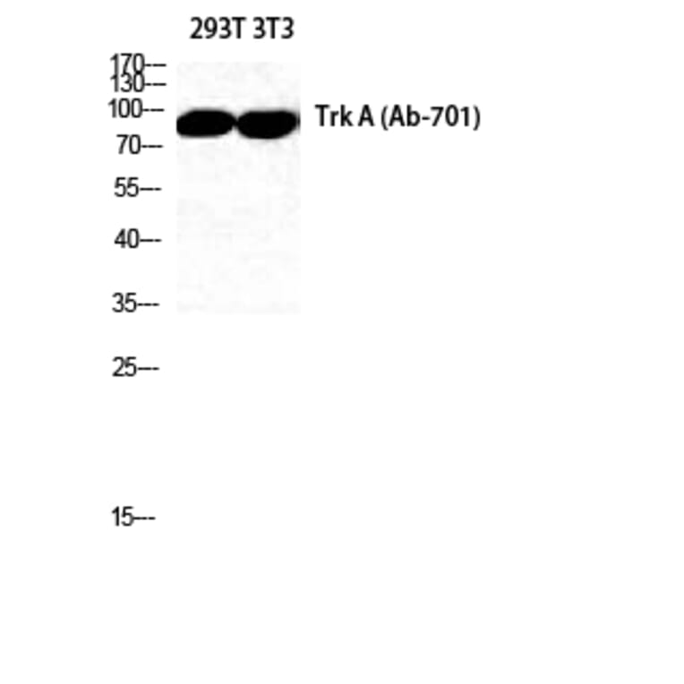 Western blot - Trk A Polyclonal Antibody from Signalway Antibody (41514) - Antibodies.com