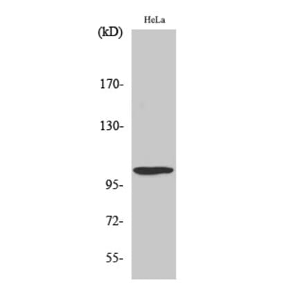 Western blot - UBE1L Polyclonal Antibody from Signalway Antibody (41520) - Antibodies.com