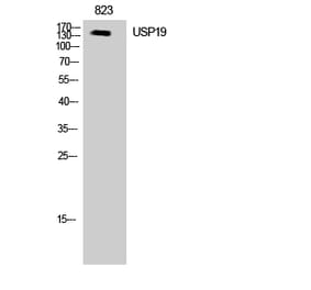 Western blot - USP19 Polyclonal Antibody from Signalway Antibody (41524) - Antibodies.com