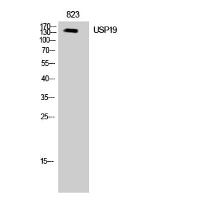 Western blot - USP19 Polyclonal Antibody from Signalway Antibody (41524) - Antibodies.com