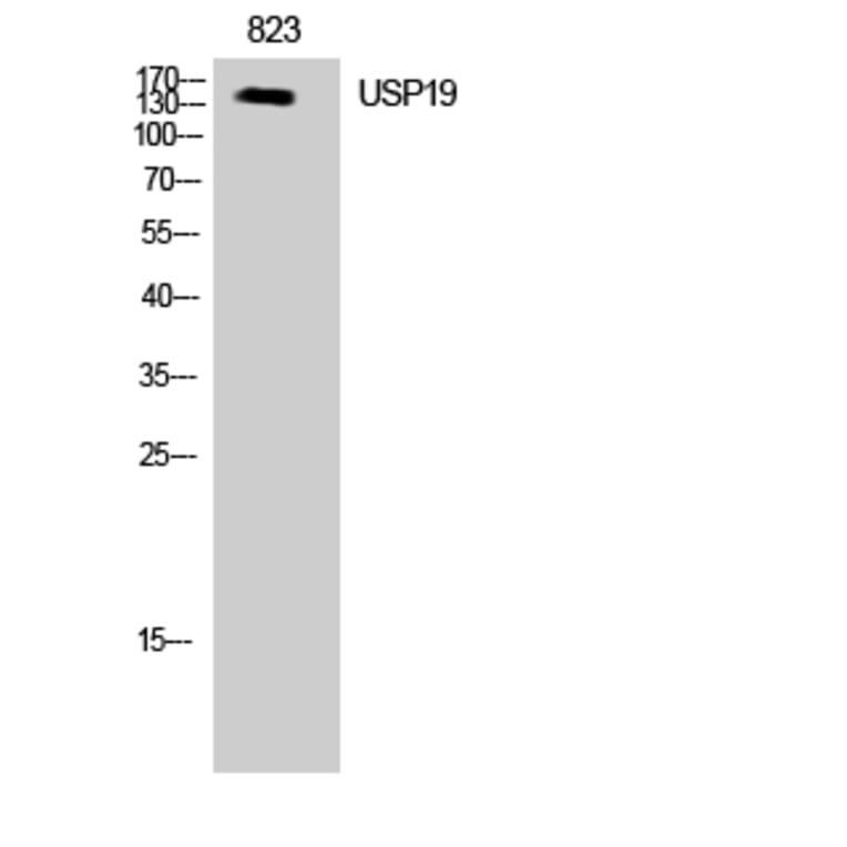 Western blot - USP19 Polyclonal Antibody from Signalway Antibody (41524) - Antibodies.com