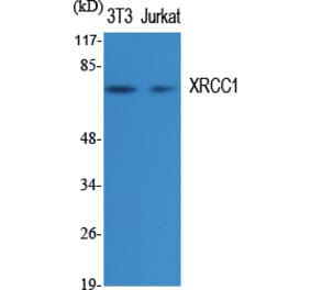 Western blot - XRCC1 Polyclonal Antibody from Signalway Antibody (41538) - Antibodies.com