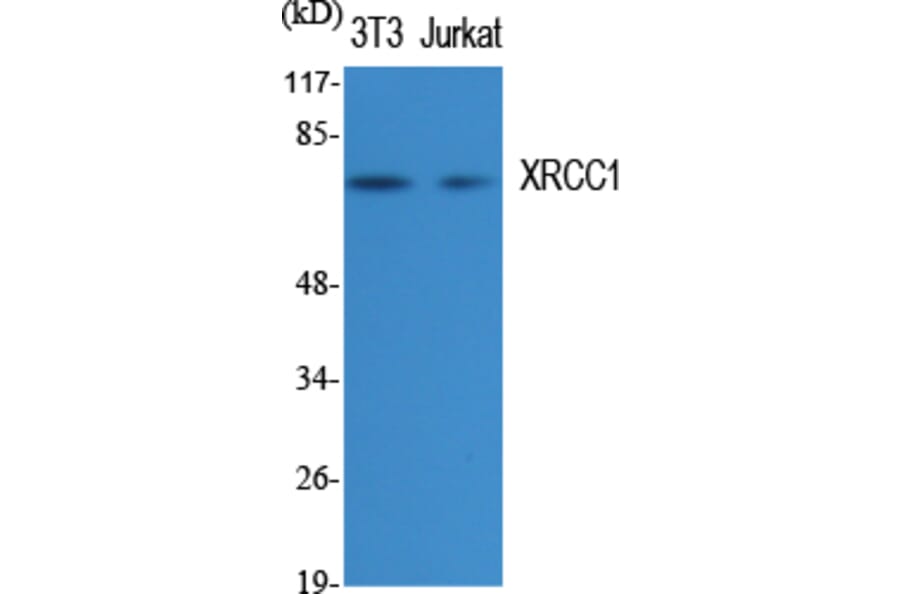 Western blot - XRCC1 Polyclonal Antibody from Signalway Antibody (41538) - Antibodies.com