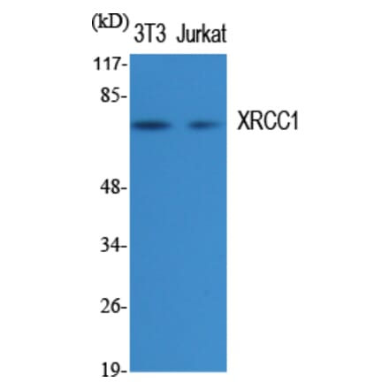 Western blot - XRCC1 Polyclonal Antibody from Signalway Antibody (41538) - Antibodies.com