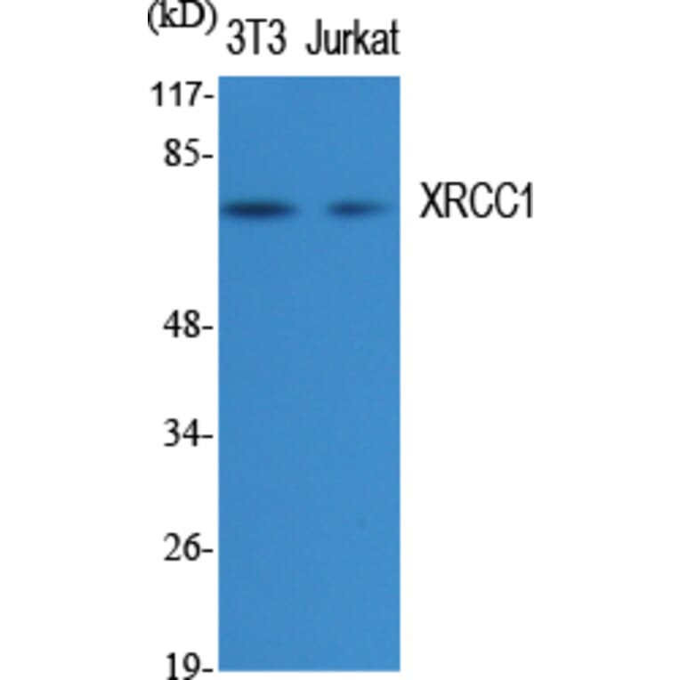 Western blot - XRCC1 Polyclonal Antibody from Signalway Antibody (41538) - Antibodies.com