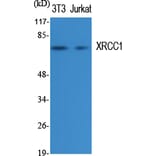 Western blot - XRCC1 Polyclonal Antibody from Signalway Antibody (41538) - Antibodies.com