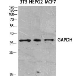 Western blot - GAPDH Polyclonal Antibody from Signalway Antibody (41549) - Antibodies.com