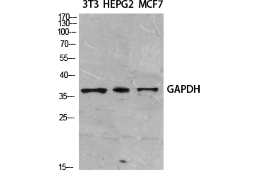 Western blot - GAPDH Polyclonal Antibody from Signalway Antibody (41549) - Antibodies.com