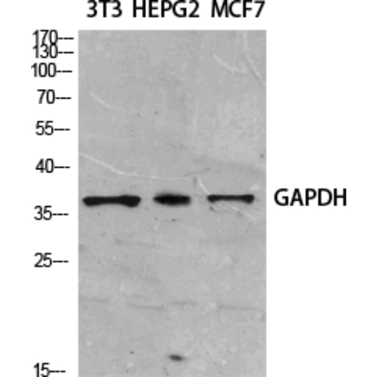 Western blot - GAPDH Polyclonal Antibody from Signalway Antibody (41549) - Antibodies.com