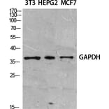 Western blot - GAPDH Polyclonal Antibody from Signalway Antibody (41549) - Antibodies.com