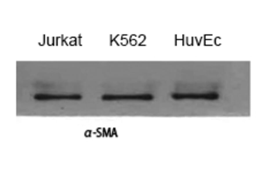 Western blot - α-SMA Polyclonal Antibody from Signalway Antibody (41550) - Antibodies.com
