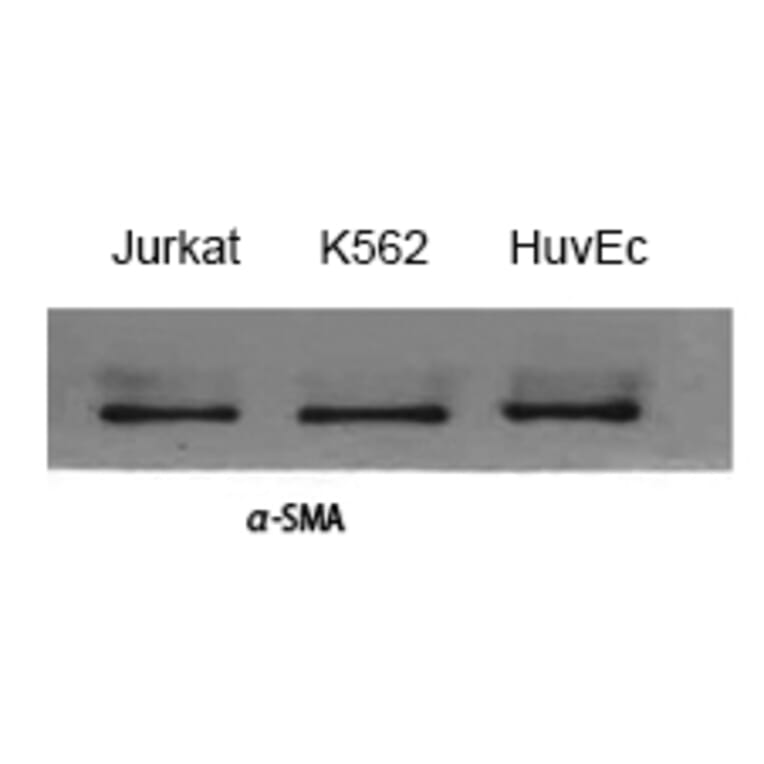 Western blot - α-SMA Polyclonal Antibody from Signalway Antibody (41550) - Antibodies.com