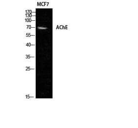 Western blot - AChE Polyclonal Antibody from Signalway Antibody (40541) - Antibodies.com