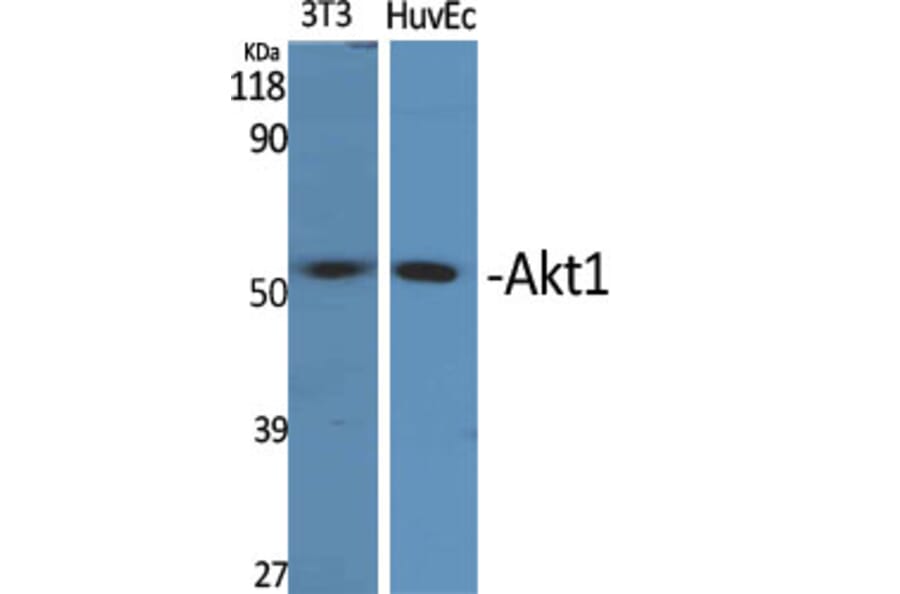 Western blot - Akt1 Polyclonal Antibody from Signalway Antibody (40573) - Antibodies.com