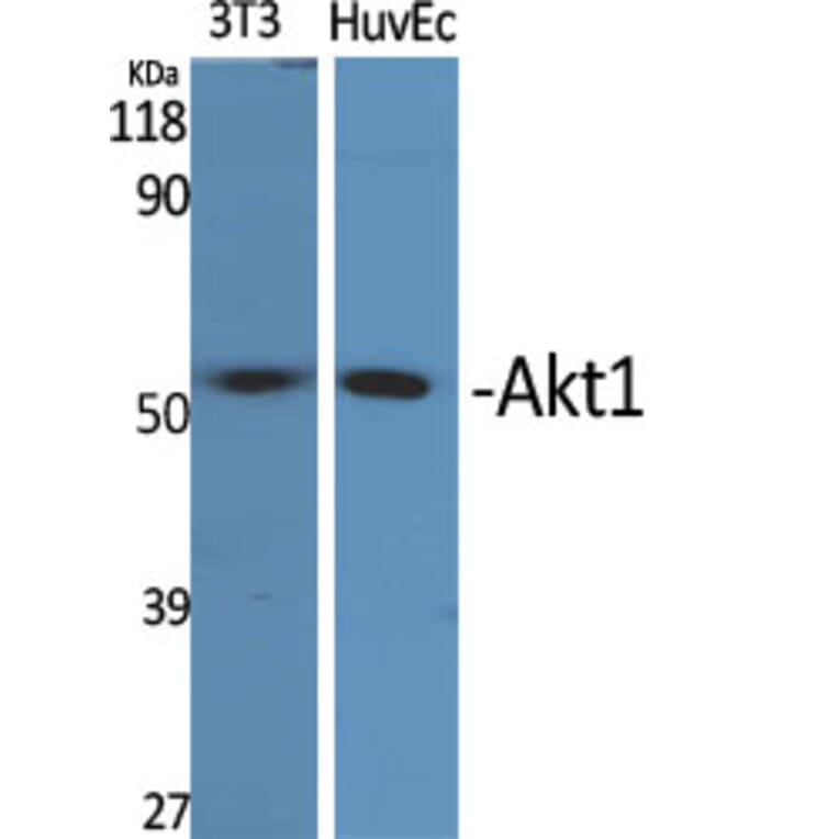 Western blot - Akt1 Polyclonal Antibody from Signalway Antibody (40573) - Antibodies.com