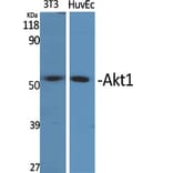 Western blot - Akt1 Polyclonal Antibody from Signalway Antibody (40573) - Antibodies.com