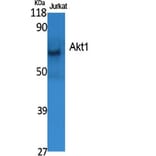Western blot - Akt1 Polyclonal Antibody from Signalway Antibody (40574) - Antibodies.com