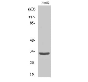 Western blot - ANT3 Polyclonal Antibody from Signalway Antibody (40595) - Antibodies.com